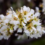 Hayfever_tips_ecoegg